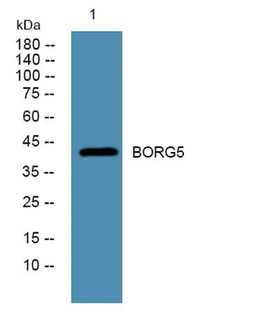 BORG5 rabbit pAb