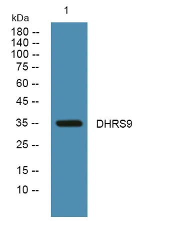 DHRS9 rabbit pAb