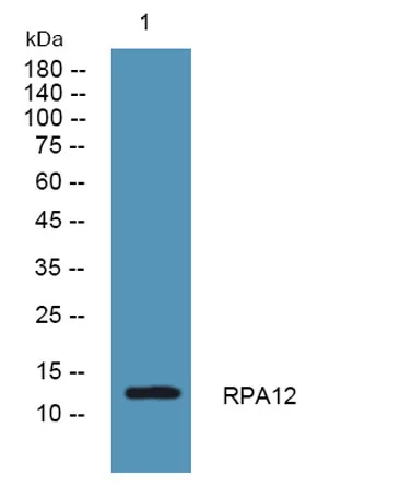 RPA12 rabbit pAb