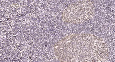 HECD1 rabbit pAb