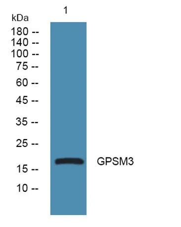 GPSM3 rabbit pAb