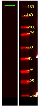 UBP54 rabbit pAb