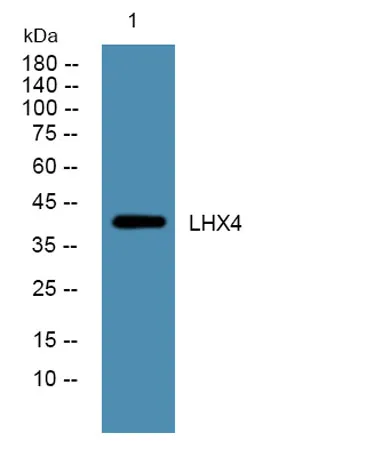 LHX4 rabbit pAb - image 1
