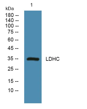 LDHC rabbit pAb - image 1