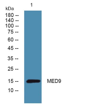MED9 rabbit pAb