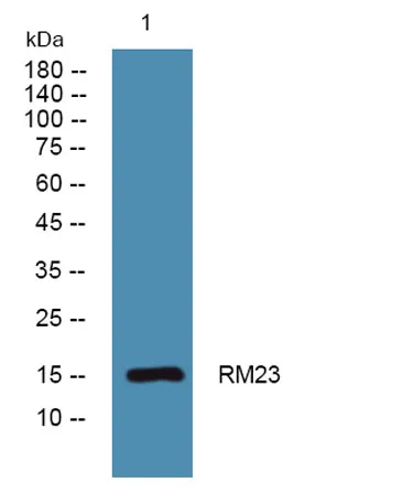 RM23 rabbit pAb