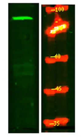 MPP8 rabbit pAb