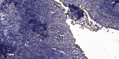 MUC5B rabbit pAb - image 1