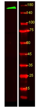 MRP6 rabbit pAb - image 1