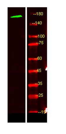 MEGF6 rabbit pAb