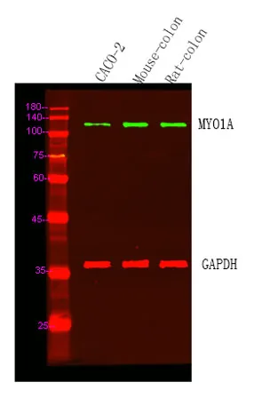 MYO1A rabbit pAb