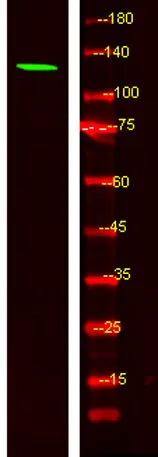 MYO1F rabbit pAb