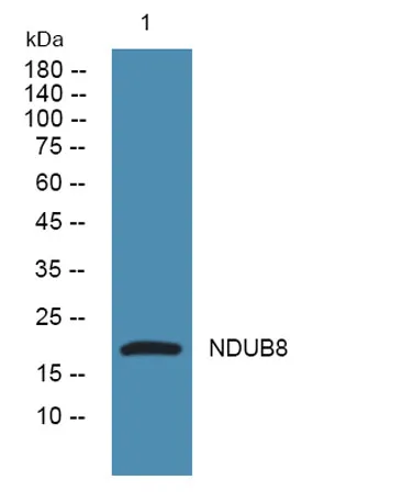NDUB8 rabbit pAb