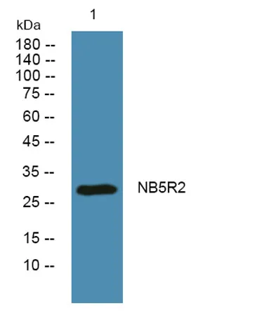 NB5R2 rabbit pAb - image 1