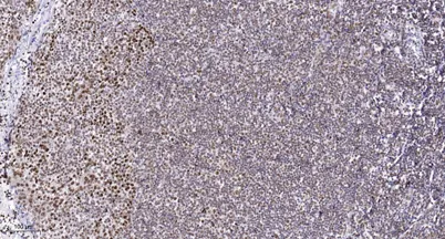SYNE2 rabbit pAb - image 1