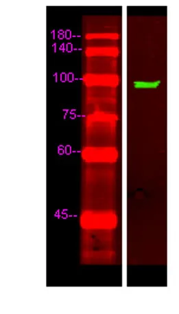 UNC5C rabbit pAb - image 1
