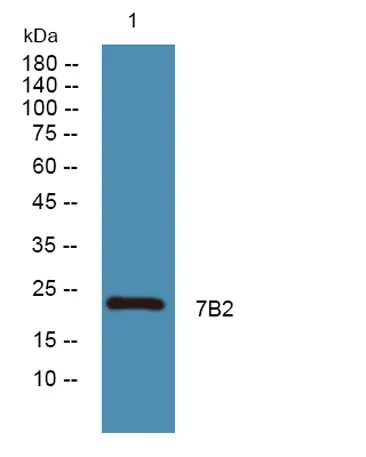 7B2 rabbit pAb
