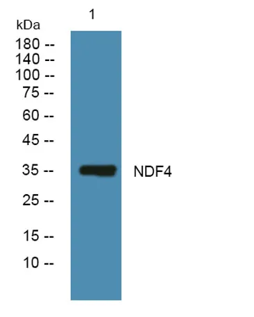NDF4 rabbit pAb
