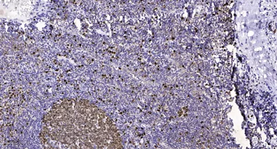 NIPBL rabbit pAb - image 1