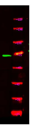 NOL4 rabbit pAb - image 1