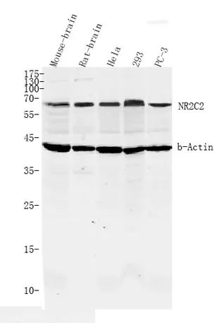 NR2C2 rabbit pAb