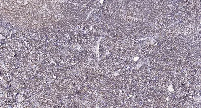 PRP8 rabbit pAb