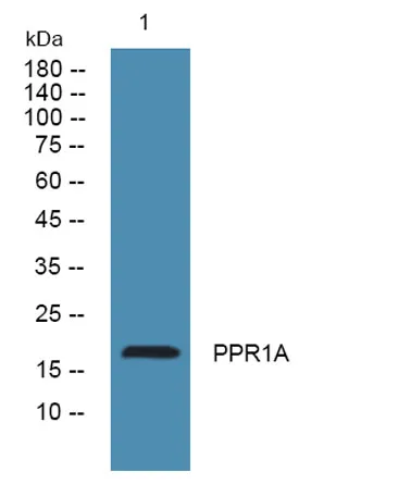 PPR1A rabbit pAb
