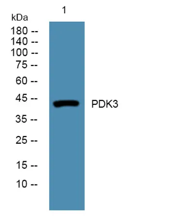 PDK3 rabbit pAb - image 1