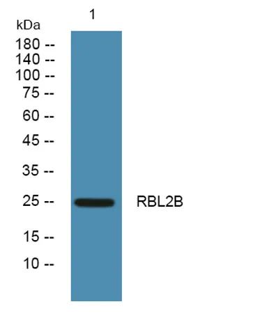 RBL2B rabbit pAb