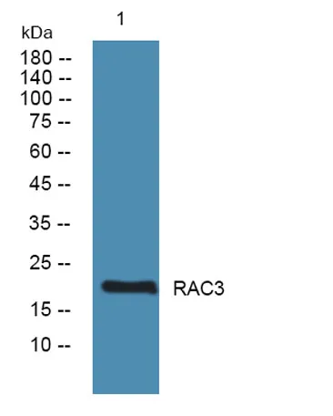 RAC3 rabbit pAb