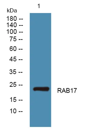 RAB17 rabbit pAb - image 1