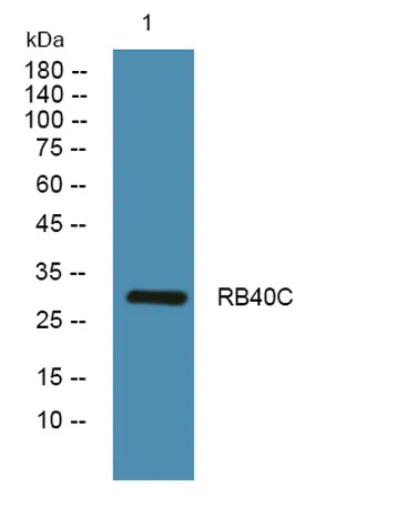 RB40C rabbit pAb