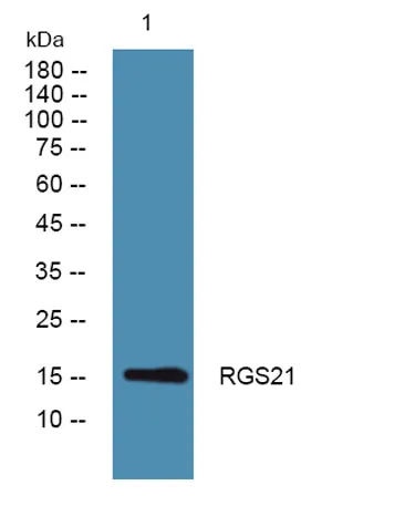 RGS21 rabbit pAb
