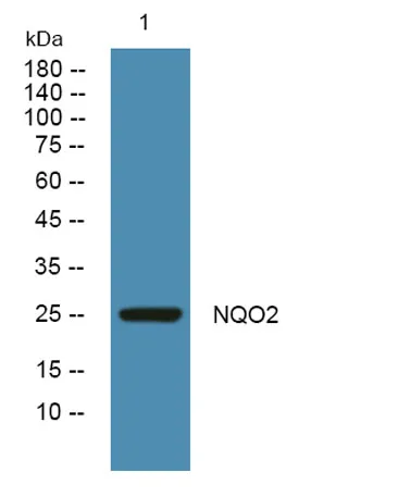 NQO2 rabbit pAb - image 1