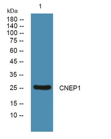 CNEP1 rabbit pAb