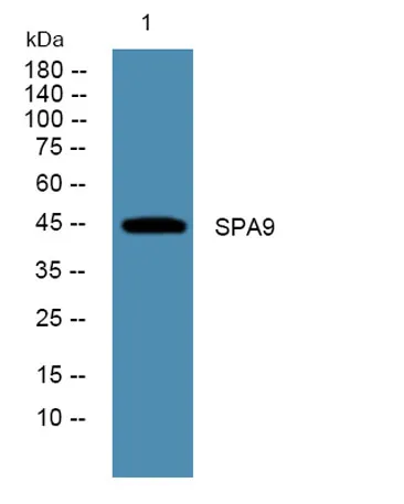 SPA9 rabbit pAb