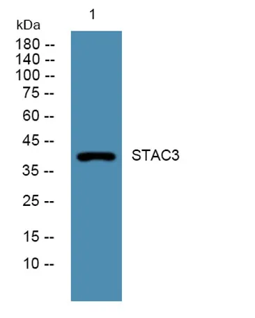 STAC3 rabbit pAb - image 1