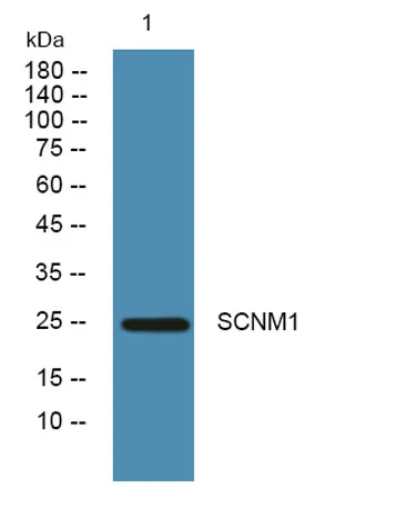 SCNM1 rabbit pAb