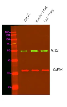 GTR2 rabbit pAb