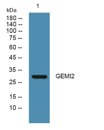 GEMI2 rabbit pAb