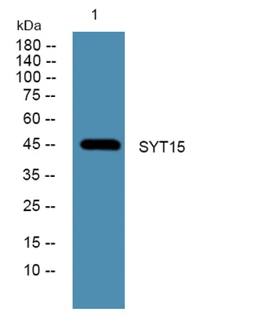 SYT15 rabbit pAb