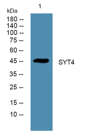 SYT4 rabbit pAb