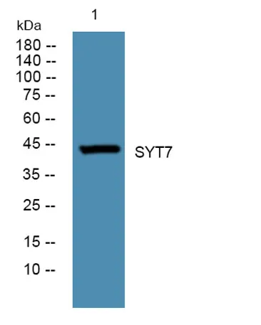 SYT7 rabbit pAb