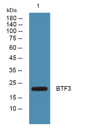 BTF3 rabbit pAb - image 1
