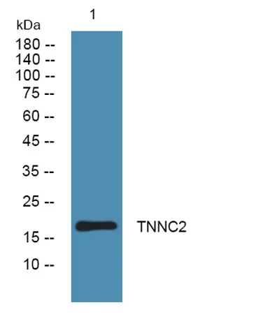 TNNC2 rabbit pAb