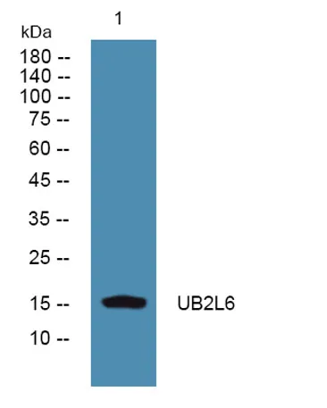 UB2L6 rabbit pAb - image 1