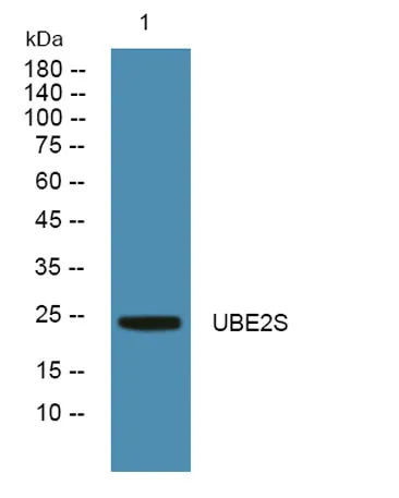 UBE2S rabbit pAb - image 1