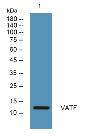VATF rabbit pAb