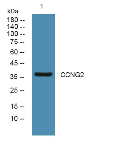 CCNG2 rabbit pAb - image 1