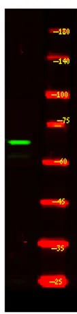 CCNK rabbit pAb - image 1